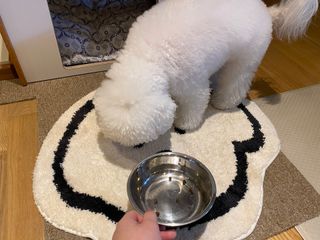 펫21 그로그로 5종 강아지 고양이 반려동물 한방 영양제 — 5점을 준 리뷰어가 2021년 11월 올린 사용 사진