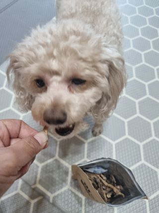 [보헤리] 국내산 강아지 육포간식 바삭 64 2종 — 5점을 준 리뷰어가 2022년 4월 올린 사용 사진