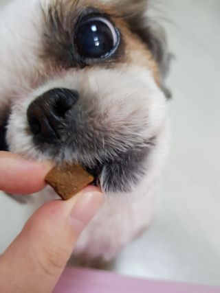 My Pet Care 천연단백질 관절건강에 개좋아 — 5점을 준 리뷰어가 2021년 3월 올린 사용 사진