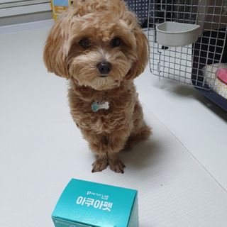 펫시랩 반려견용 액상 프리바이오틱스 아쿠아펫 — 4.5점을 준 리뷰어가 2021년 1월 올린 사용 사진