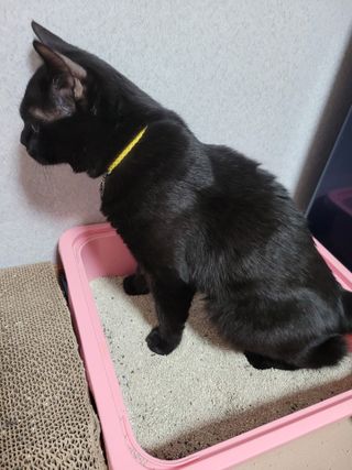 겟플렉스 켓플렉스 캣츠룸BS-1 고양이모래 4kg — 5점을 준 리뷰어가 2021년 3월 올린 사용 사진