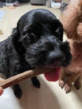 My Pet Care 천연단백질 치아건강에 개좋아 — 5점을 준 리뷰어가 2021년 2월 올린 사용 사진