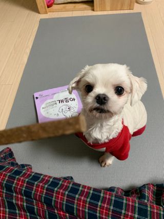 My Pet Care 천연단백질 치아건강에 개좋아 — 3점을 준 리뷰어가 2020년 12월 올린 사용 사진