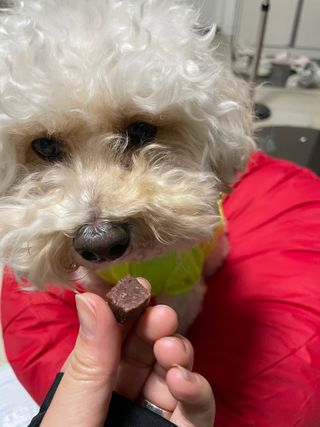 My Pet Care 천연단백질 눈건강에 개좋아 — 5점을 준 리뷰어가 2021년 3월 올린 사용 사진