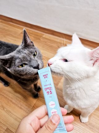 페페로니 잘 먹는 캣츄 - 원양선 참치 24개입 — 5점을 준 리뷰어가 2021년 7월 올린 사용 사진