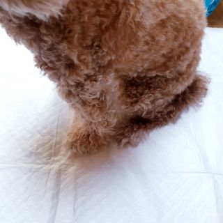 아베크 펫 와이드 프리미엄 대형 애견 강아지 배변 패드 30매 1팩 80g — 5점을 준 리뷰어가 2021년 7월 올린 사용 사진