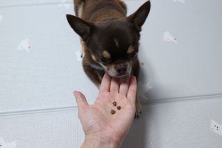 [푸디웜] 라포그 리얼인섹트 소프트키블 스킨 1KG — 4.5점을 준 리뷰어가 2022년 9월 올린 사용 사진