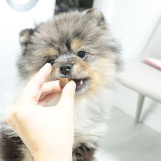 My Pet Care 천연단백질 관절건강에 개좋아 — 5점을 준 리뷰어가 2020년 12월 올린 사용 사진