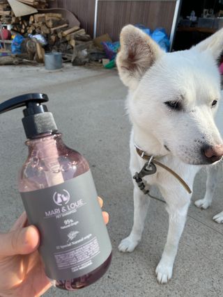 마리앤루이펫샴푸 [mari and louie pet shampoo] — 5점을 준 리뷰어가 2021년 5월 올린 사용 사진