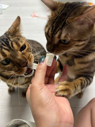 [펫시밀] 원물그대로 영양듬뿍 진공동결건조 치킨텐더100g, 열빙어트릿100g 강아지 고양이 간식 — 5점을 준 리뷰어가 2023년 5월 올린 사용 사진
