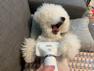 아베크 펫 강아지 고양이 애견 에어 브러쉬 드라이기 올인원 — 5점을 준 리뷰어가 2021년 7월 올린 사용 사진
