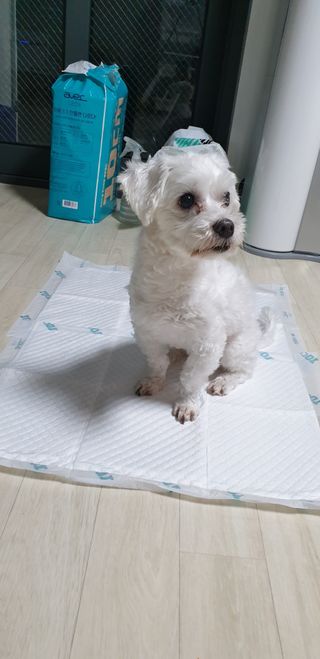 아베크 펫 와이드 프리미엄 중형 애견 강아지 배변 패드 54매 1팩 45g — 5점을 준 리뷰어가 2021년 7월 올린 사용 사진