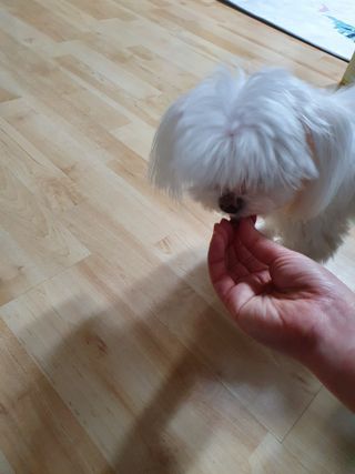 My Pet Care 천연단백질 눈건강에 개좋아 — 5점을 준 리뷰어가 2021년 3월 올린 사용 사진