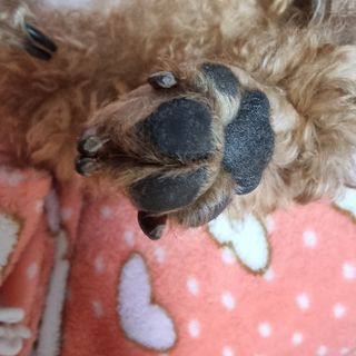 [자유펫] 시코니딘 고양이 강아지 피부 보습 연고 20g — 5점을 준 리뷰어가 2021년 10월 올린 사용 사진