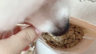 도그퓨어 피부와모질/혼합유산균/글루코사민 유기농 로스팅 사료 — 4점을 준 리뷰어가 2021년 9월 올린 사용 사진