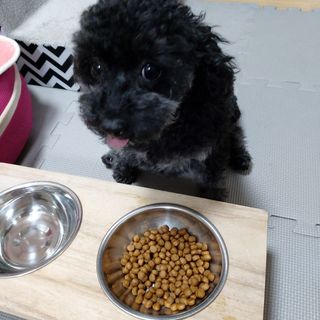 씨디랩 속이 편한 강아지 사료 소프트발란스 기호성 좋은 발효사료 피부와 위장 관절과 위장 — 5점을 준 리뷰어가 2021년 3월 올린 사용 사진