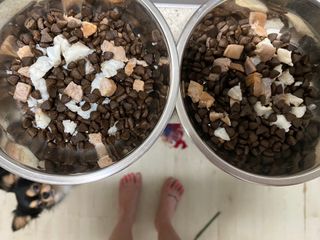 [푸디웜] 라포그  리얼인섹트 웨이트밸런스 저알러지 강아지 사료  1.2KG — 2.5점을 준 리뷰어가 2021년 7월 올린 사용 사진
