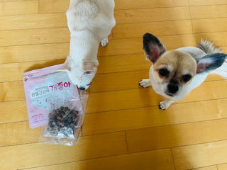 My Pet Care 천연단백질 관절건강에 개좋아 — 4점을 준 리뷰어가 2021년 2월 올린 사용 사진