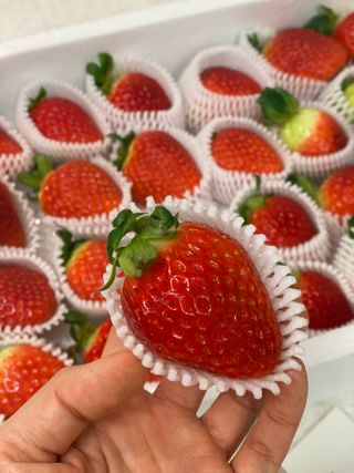 옳음 딸기 논산 설향 딸기 900g 산지직송 — 5점을 준 리뷰어가 2021년 1월 올린 사용 사진