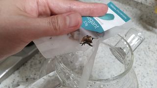 K-doraji K도라지  냉침 허브차 싸이티세트 (냉침용 캡차*2개  3종 리필차*5개) — 5점을 준 리뷰어가 2022년 6월 올린 사용 사진