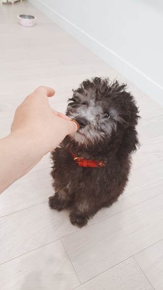 My Pet Care 천연단백질 관절건강에 개좋아 — 4점을 준 리뷰어가 2021년 1월 올린 사용 사진