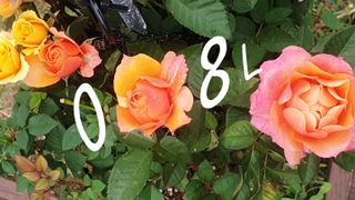 0.8L 마케팅팀 - — 5점을 준 리뷰어가 2021년 5월 올린 사용 사진