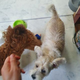 My Pet Care 천연단백질 관절건강에 개좋아 — 5점을 준 리뷰어가 2021년 1월 올린 사용 사진