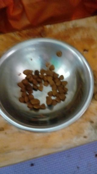 비타크래프트 고양이 수프 50g 3가지맛 x4팩씩 총 12팩 — 4점을 준 리뷰어가 2021년 8월 올린 사용 사진