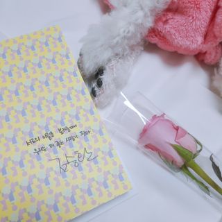 삼숑이맘님이 올린 리뷰 사진 4