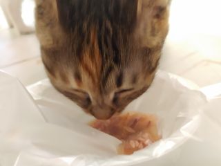 비타크래프트 고양이 수프 50g 3가지맛 x4팩씩 총 12팩 — 5점을 준 리뷰어가 2021년 8월 올린 사용 사진