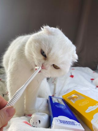화이집사님이 올린 리뷰 사진 3