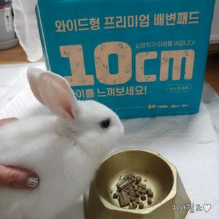 아베크 펫 와이드 프리미엄 대형 애견 강아지 배변 패드 30매 1팩 80g — 5점을 준 리뷰어가 2021년 7월 올린 사용 사진