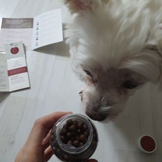 펫21 그로그로 5종 강아지 고양이 반려동물 한방 영양제 — 5점을 준 리뷰어가 2021년 11월 올린 사용 사진