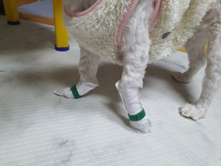 코보콩 에어슈즈 강아지 일회용 신발 소용량 패키지 20매 초경량  미끄럼방지 실내외 겸용 — 5점을 준 리뷰어가 2022년 2월 올린 사용 사진