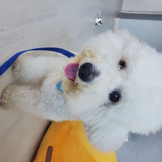 베이컨박스 [BACON] 고아웃클럽 이지그립 리드줄, 목줄 세트-BLUE — 5점을 준 리뷰어가 2021년 7월 올린 사용 사진