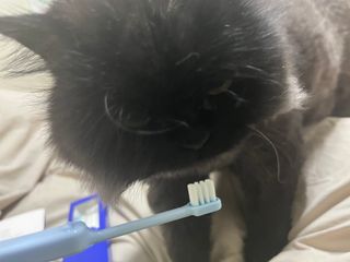 짱아언니님이 올린 리뷰 사진 2