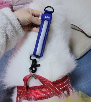 베이컨박스 [BACON] 고아웃클럽 산책 안전벨트 — 5점을 준 리뷰어가 2021년 2월 올린 사용 사진