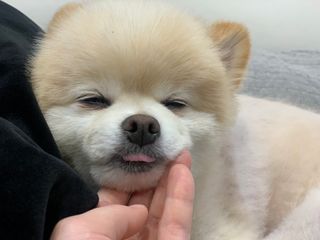 비타크래프트 조에시 하트캔 85g 강아지 습식캔 10캔 — 5점을 준 리뷰어가 2021년 7월 올린 사용 사진