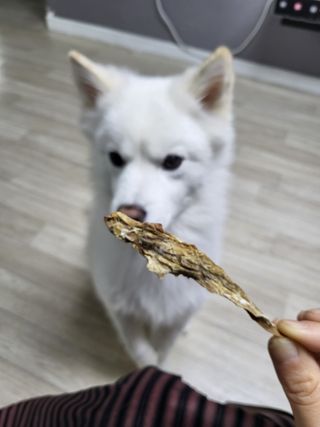 [보헤리] 국내산 강아지 육포간식 바삭 64 2종 — 5점을 준 리뷰어가 2022년 3월 올린 사용 사진