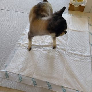 아베크 펫 와이드 프리미엄 대형 애견 강아지 배변 패드 30매 1팩 80g — 5점을 준 리뷰어가 2021년 7월 올린 사용 사진