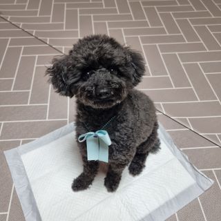 apple님이 올린 리뷰 사진 2