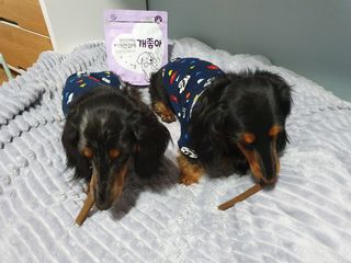 My Pet Care 천연단백질 치아건강에 개좋아 — 5점을 준 리뷰어가 2021년 2월 올린 사용 사진