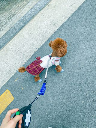 베이컨박스 [BACON] 고아웃클럽 산책 안전벨트 — 5점을 준 리뷰어가 2021년 2월 올린 사용 사진