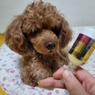 무지조타 반려동물용 꽃으로만든영양제 헬리코디펜스 15ml — 4점을 준 리뷰어가 2021년 8월 올린 사용 사진