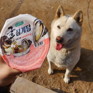 도레파스 굴삼계탕 - 강아지용 — 5점을 준 리뷰어가 2021년 3월 올린 사용 사진
