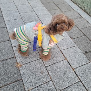베이컨박스 [BACON] 고아웃클럽 산책 안전벨트 라이트 - 소형견용 — 5점을 준 리뷰어가 2021년 12월 올린 사용 사진