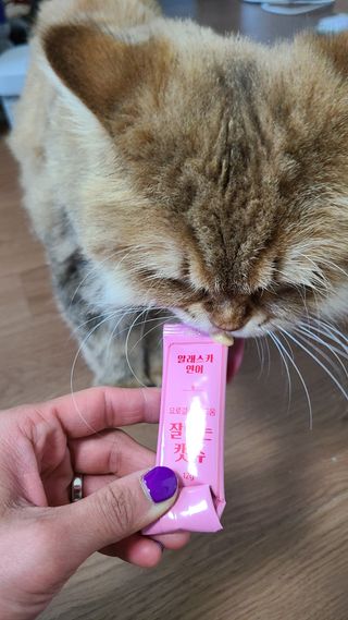 페페로니 잘 먹는 캣츄 - 알래스카 연어 24개입 — 5점을 준 리뷰어가 2021년 9월 올린 사용 사진