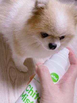 whol 키토미스트 150ml + 실리콘바디브러쉬  강아지 고양이 항균항바이러스, 강력탈취 피부 보습,무향 — 5점을 준 리뷰어가 2022년 9월 올린 사용 사진