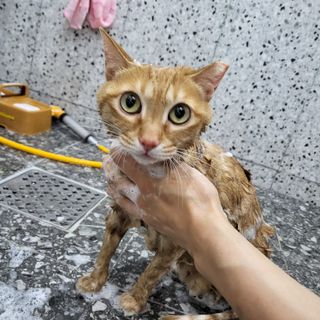 냥아치들님이 올린 리뷰 사진 4