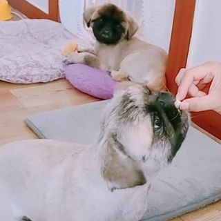 페페로니 자기전에 먹는 저알러지 껌 세트 치킨+오리 — 5점을 준 리뷰어가 2021년 7월 올린 사용 사진